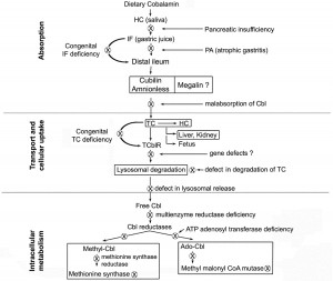 pathways proteins cobalamin
